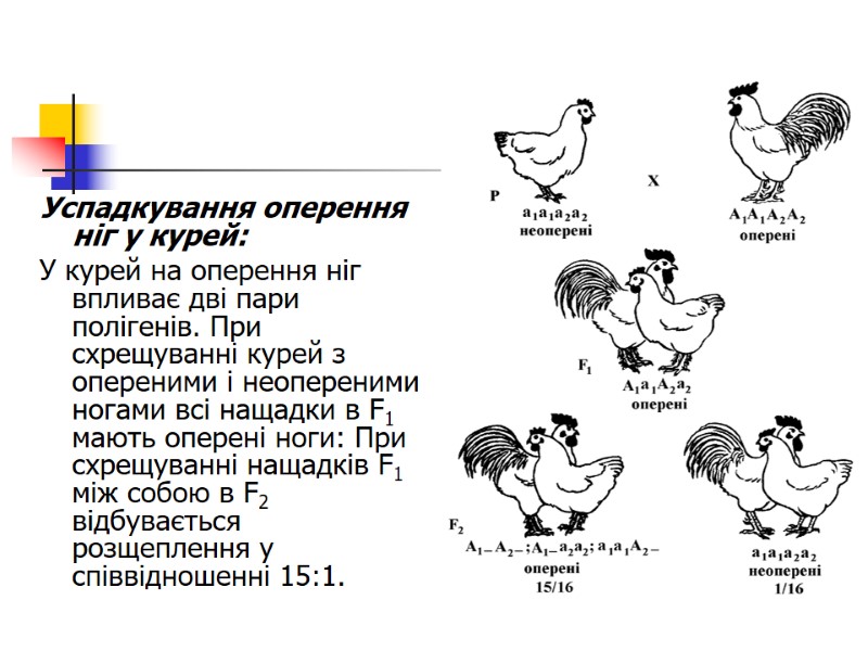 Успадкування оперення ніг у курей:  У курей на оперення ніг впливає дві пари